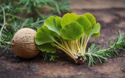 Une introduction aux nootropiques naturels pour booster votre cerveau